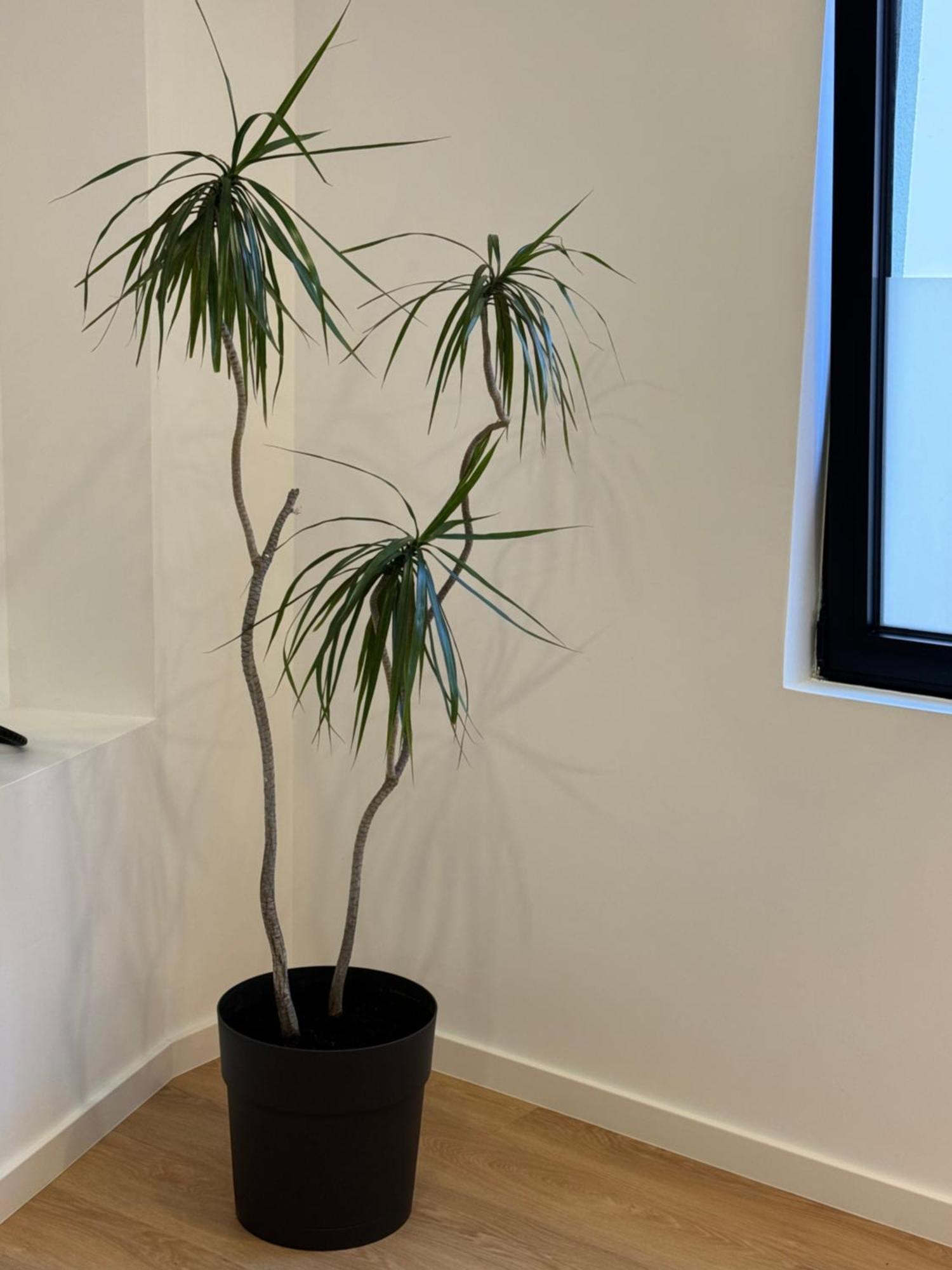 Apartmán Living Pdl 2 Ponta Delgada Exteriér fotografie